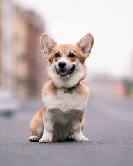 Pembroke Welsh Corgi sits and smiling, outdoor photo. Dog in the city. Cheerful pet