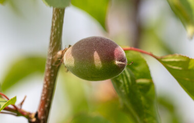 Small apricots on a tree in spring.