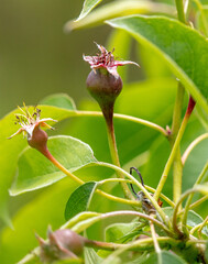 Small pears on a tree in spring.