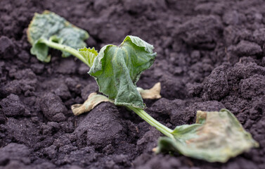 Drying melon leaves in the ground.
