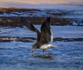 seagull in flight