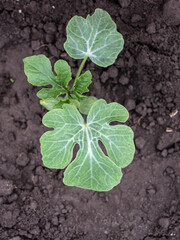 Watermelon seedling in the ground.