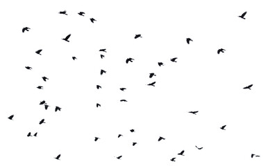 Flock of raven birds isolated on white