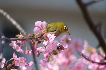 ウメの花と野鳥のメジロ