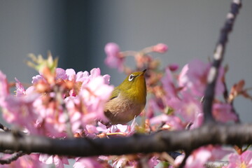 ウメの花と野鳥のメジロ