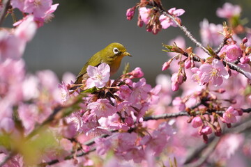 ウメの花と野鳥のメジロ