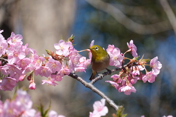 ウメの花と野鳥のメジロ