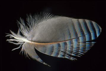Piuma di Ghiandaia, Garullus glandarius, particolare, pattern