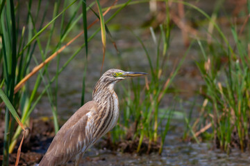 big water bird on grass, Squacco Heron, Ardeola ralloides