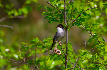 green background a wooded field a bird wearing a songbird, Sardinian Warbler, Sylvia melanocephala
