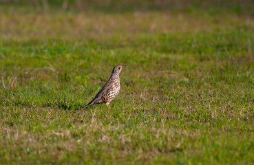 bird watching on the grass, Mistle Thrush, Turdus viscivorus