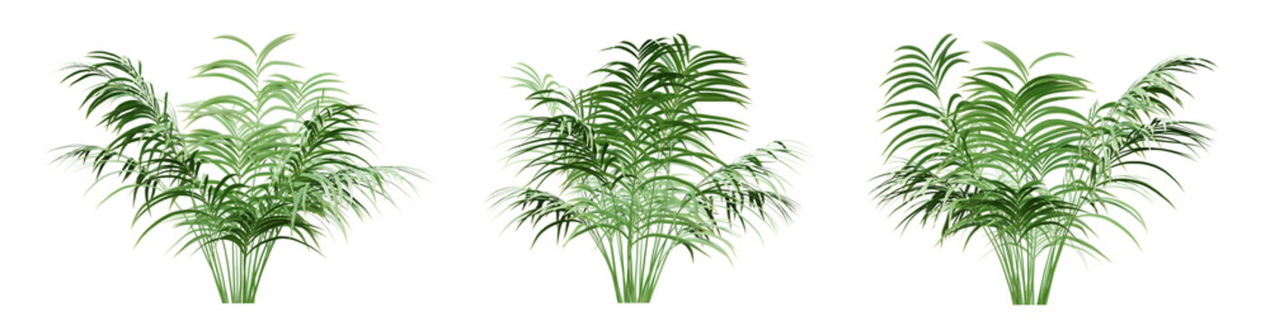 Set of green leaf palm tree on transparent background, 3d render illustration.