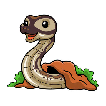 Cute black head butter ball python cartoon out from hole