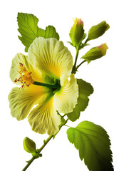 isolated green, yellow hibiscus flower photo, spring, decorative floral illustration, transparent background, png, horizontal, vertical, springtime, floral, no background, tropical, generative ai