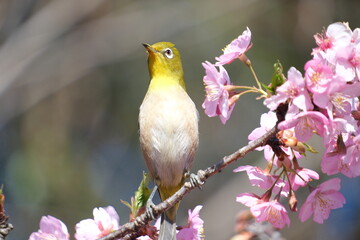 ウメの花と野鳥のメジロ
