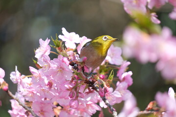 ウメの花と野鳥のメジロ