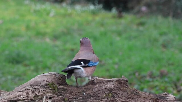 Eichelh&auml;her (Garrulus glandarius) 