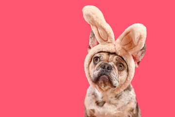 Funny French Bulldog dog wearing Easter bunny ear headband on pink background with copy space