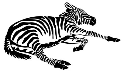 Fototapeta na wymiar lying foal zebra vector illustration isolated on white