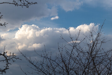 Dramatic sky with white clouds and bare branches of a tree