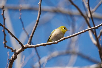 青空と野鳥のメジロ