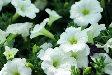 Obraz na płótnie Canvas Close-up flowers of white petunias