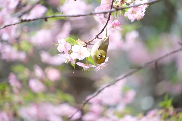 桜の花と野鳥のメジロ