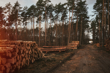 tree trunks logs in row near the forest road