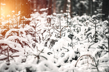 Young evergreen tree sapling covered with snow. Woods reforestation in Europe