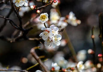 弥生三月　白梅満開の候