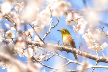 茨城県日立市　諏訪梅林のメジロと満開の梅