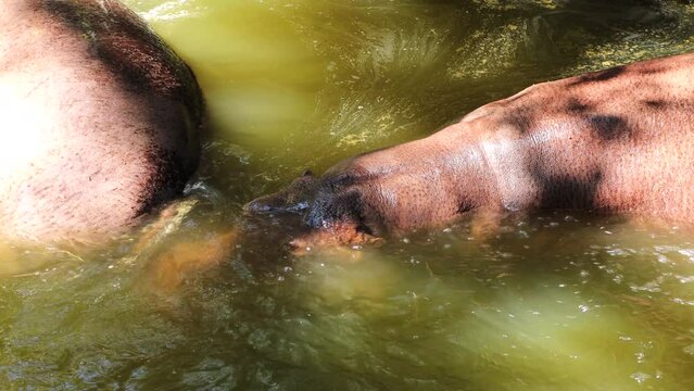Portrait of a hippopotamus in water. Hippopotamus (Hippopotamus amphibius) in the open zoo.