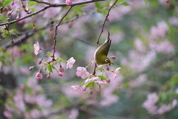 桜の花と野鳥のメジロ