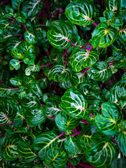 green leafs with beautiful stalk