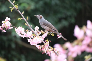 桜の花と野鳥のヒヨドリ