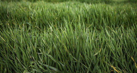 Wet grass in the field