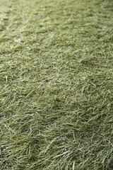 Soccer stadium grass background