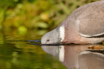 Common wood pigeon (Columba palumbus) drinking from a pond in spring.