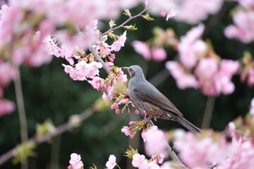 桜の花と野鳥のヒヨドリ
