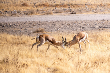 Telephoto shot of two Impalas - Aepyceros melampus- engaging in a head-to-head fight.