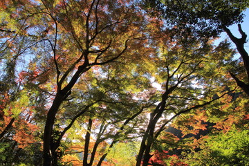 愛媛県大洲市　白滝公園の紅葉