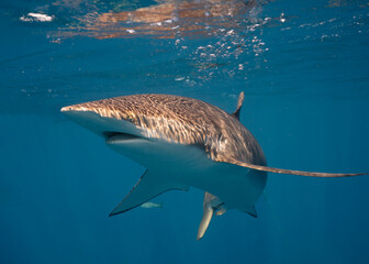 One silky shark (Carcharhinus falciformis) facing at very close distance in Jardines de la Reina,...