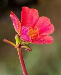 red and yellow flower in close up