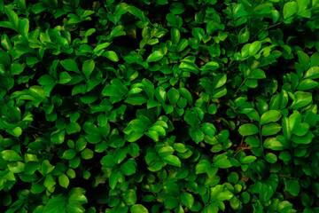 green leaf, tiny green leaf, natural green background