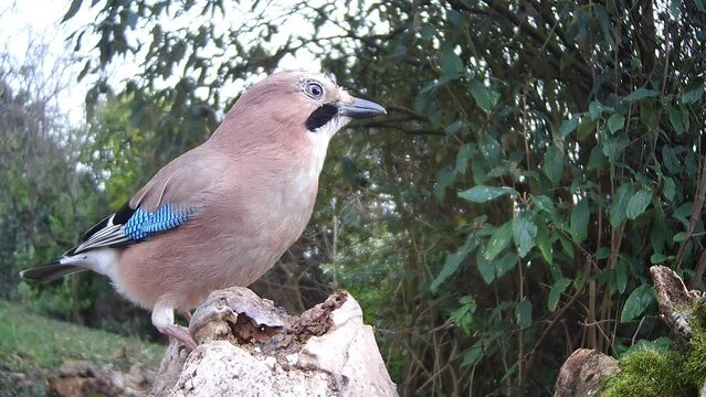 Eichelh&auml;her (Garrulus glandarius) 
