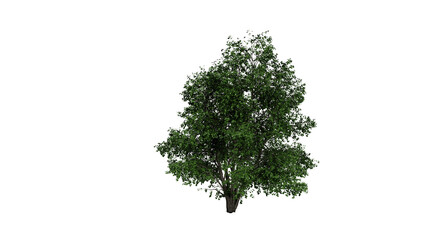 Obraz premium tree isolated png , 3d render