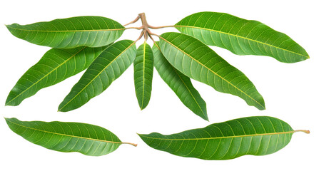 Mango leaves on white background, Green mango leaves on white PNG File.