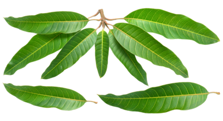 Mango leaves on white background, Green mango leaves on white PNG File.