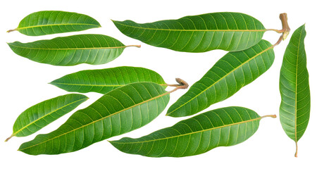 Mango leaves on white background, Green mango leaves on white PNG File.