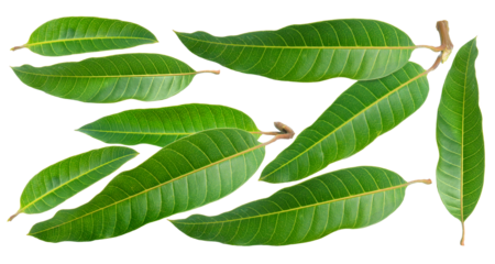 Mango leaves on white background, Green mango leaves on white PNG File.